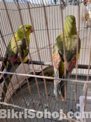 Australian Regents Parrot Bird's